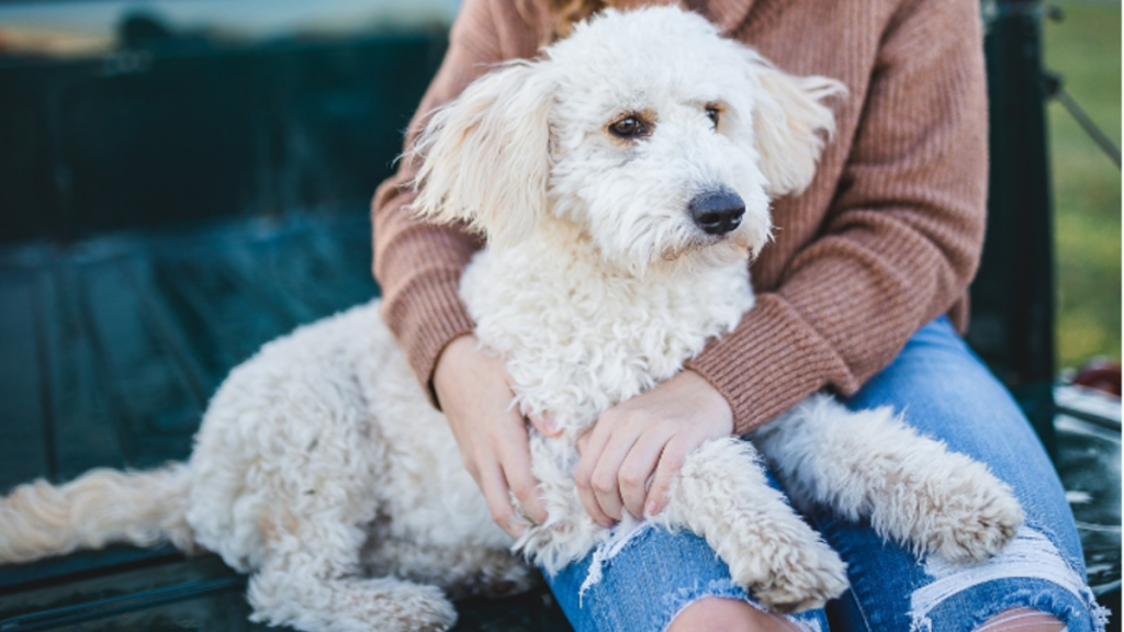 Turning Your Pet Passion Into Real Money 2023