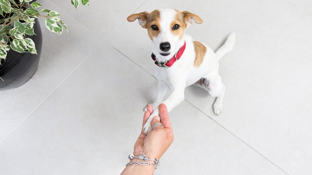 Cool Indoor Tricks You Can Teach Your Pet Dog Cool Indoor Tricks You Can Teach Your Pet Dog