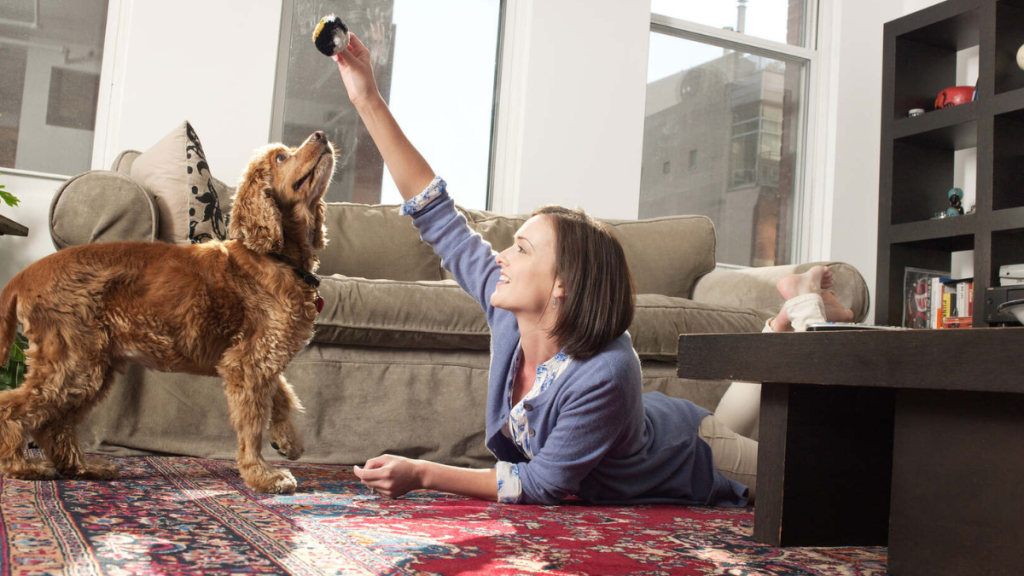 Fun & Engaging Games for Dogs in a Condo Fun & Engaging Games for Dogs in a Condo