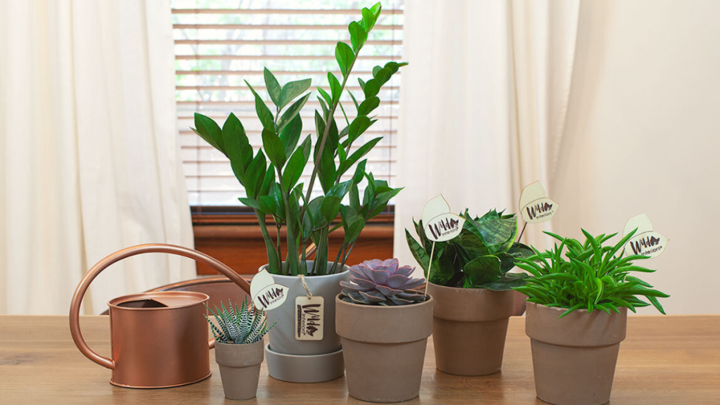4 Child-Safe Plants for Condos with Kids 4 Child-Safe Plants for Condos with Kids